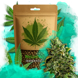 Blue Dream Autoflower 100 Seeds