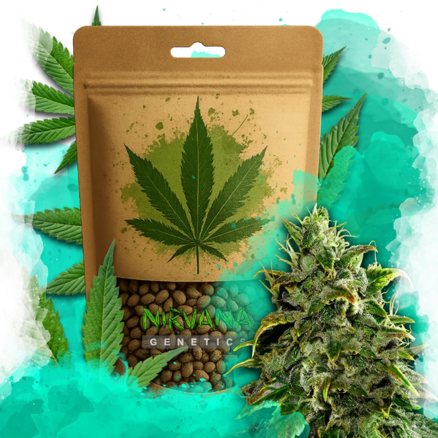 Blue Dream Autoflower 100 Seeds