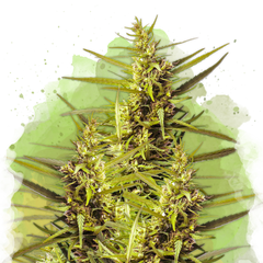 Blueberry Kush Autoflower