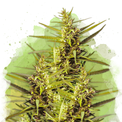 Blueberry Kush Autoflower - Nirvana Shop 