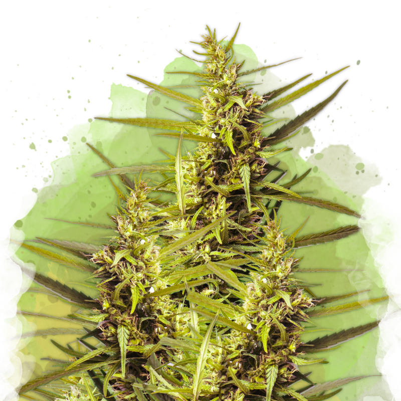 Blueberry Kush Autoflower (100 seeds) - Nirvana Shop 