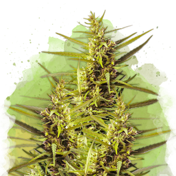 Blueberry Kush Autoflower (100 seeds) - Nirvana Shop 