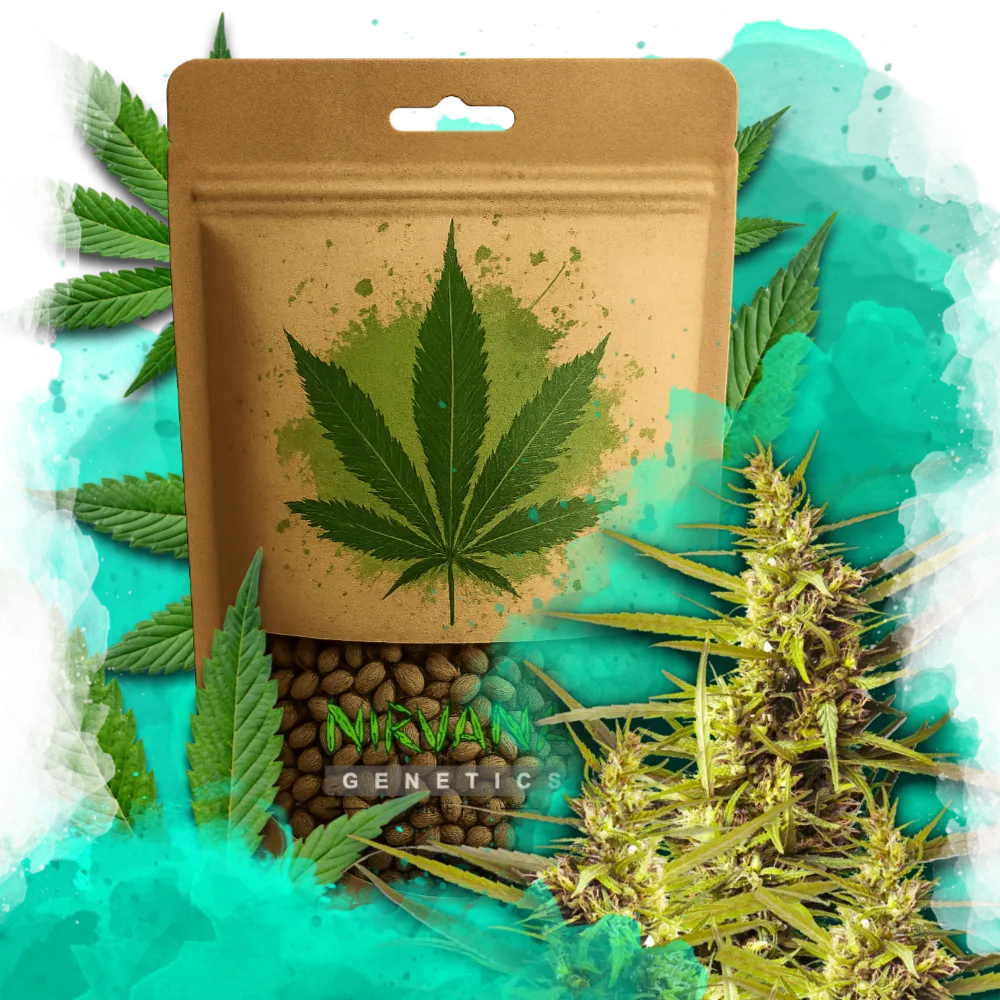 Blueberry Kush Autoflower 100 Seeds