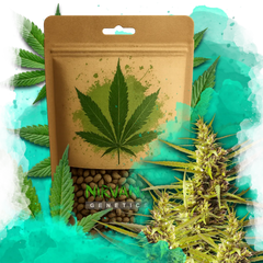 Blueberry Kush Autoflower 100 Seeds