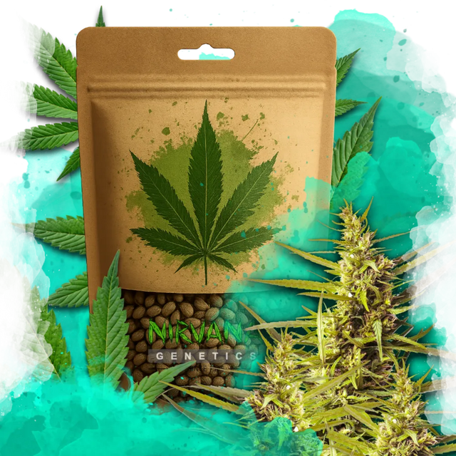 Blueberry Kush Autoflower 100 Seeds