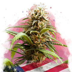 Bruce Banner Feminized