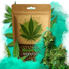 Bruce Banner Feminized 100 Seeds