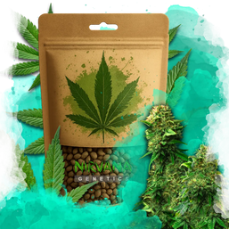 Bruce Banner Feminized 100 Seeds