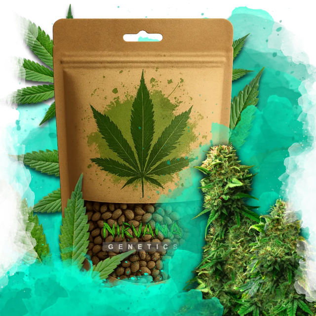 Bruce Banner Feminized 100 Seeds