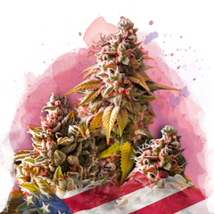 Bubble Kush Feminized