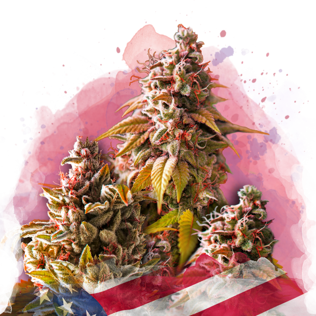 Bubble Kush Feminized