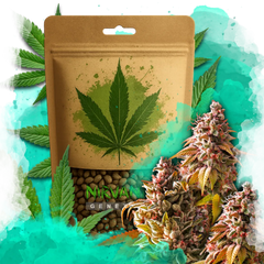 Bubble Kush Feminized 100 Seeds