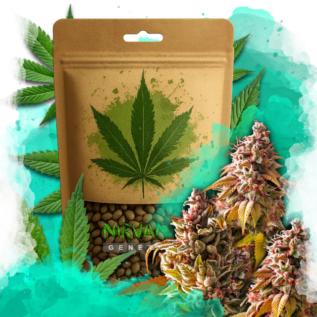 Bubble Kush Feminized 100 Seeds