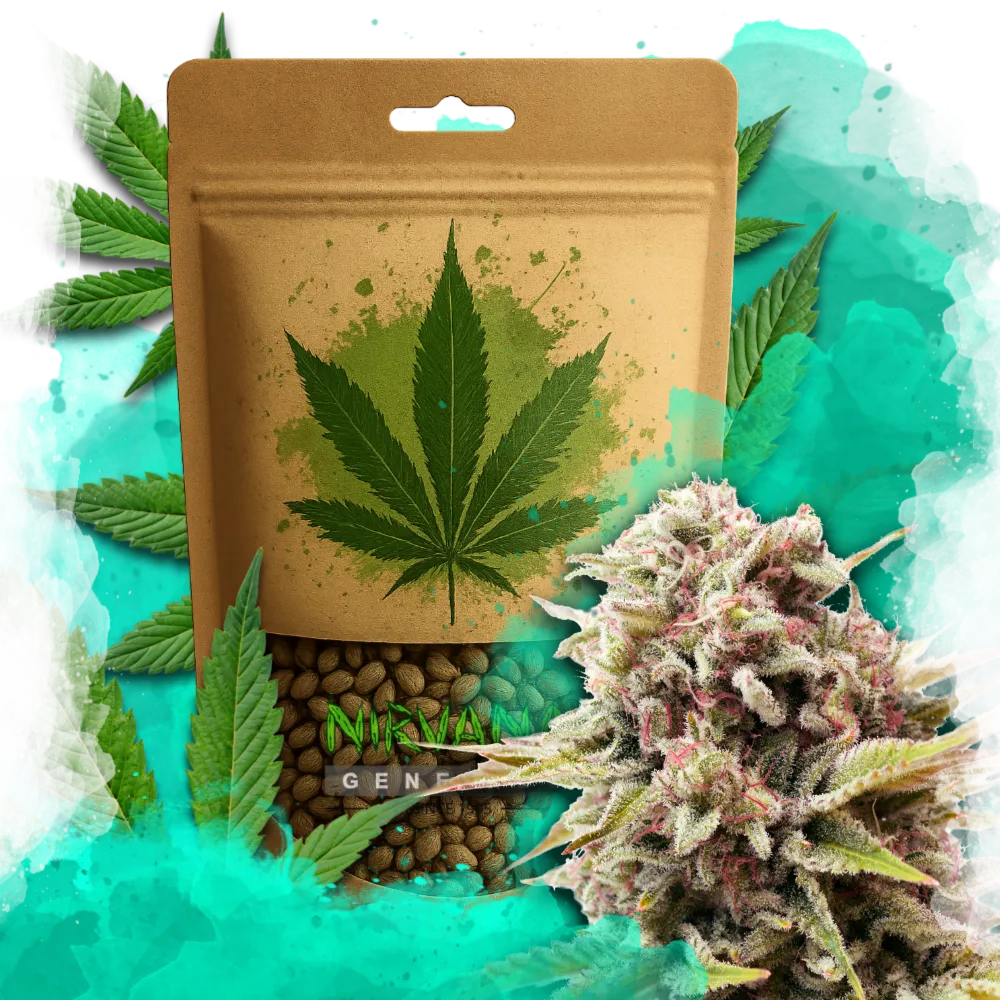 Bubblelicious Feminized 100 Seeds