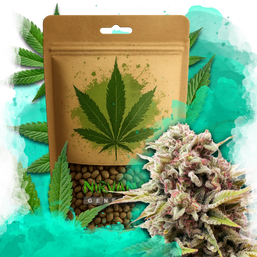 Bubblelicious Feminized 100 Seeds