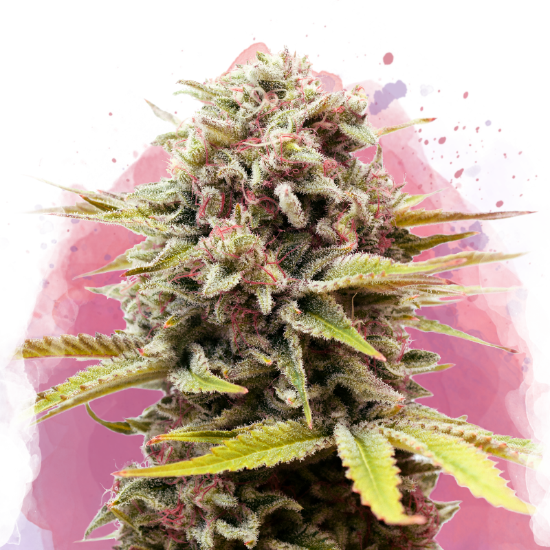 Bubblelicious Feminized - Nirvana Shop 