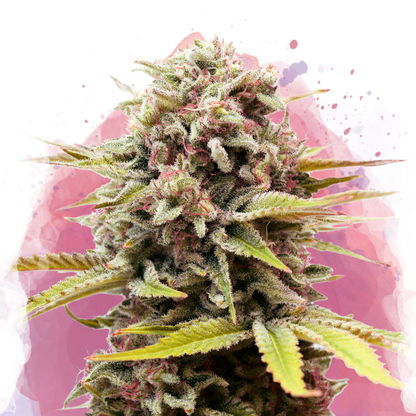 Bubblelicious Feminized - Nirvana Shop 
