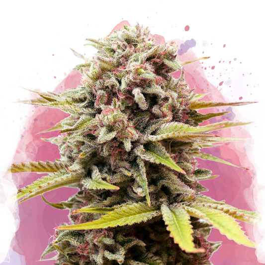 Bubblelicious Feminized - Nirvana Shop 