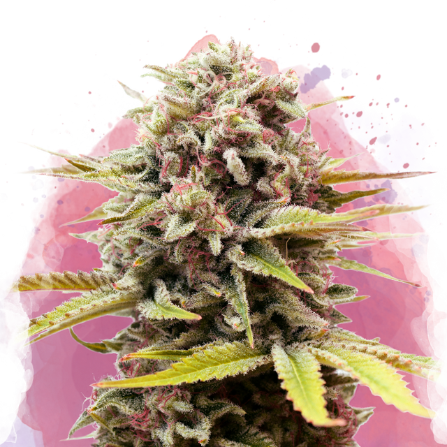 Bubblelicious Feminized