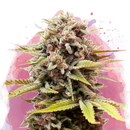 Bubblelicious Feminized (100 seeds) - Nirvana Shop 