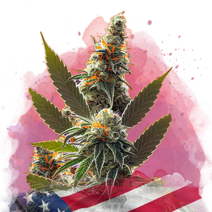 California Orange Bud Feminized - Nirvana Shop 