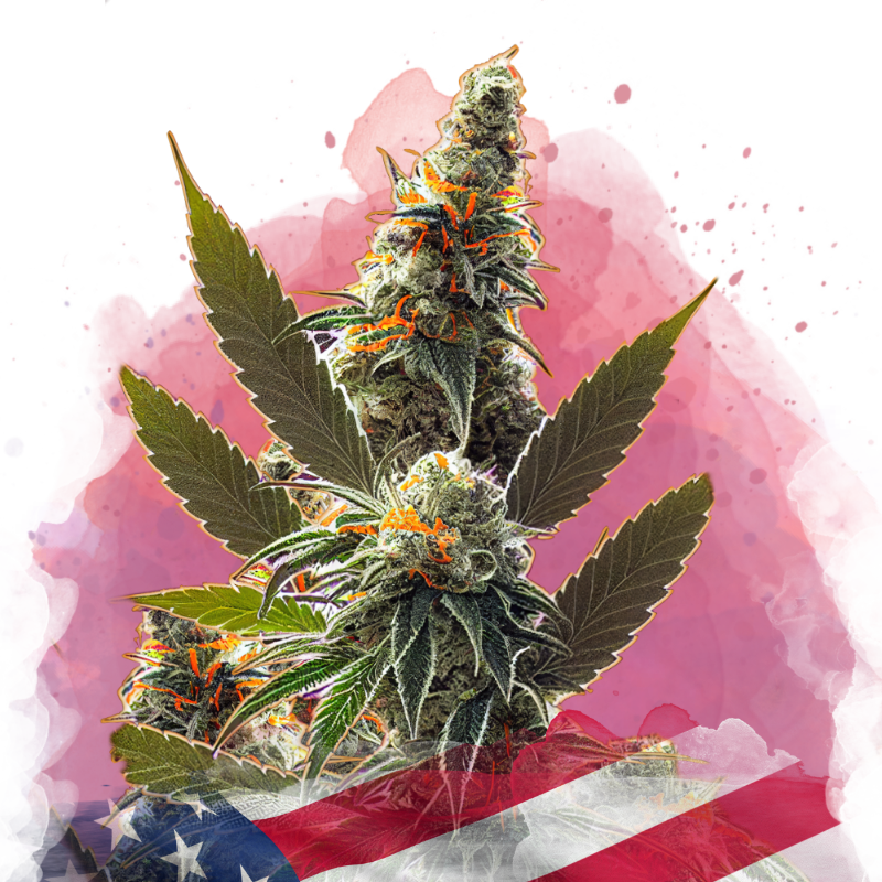 California Orange Bud Feminized (100 seeds) - Nirvana Shop 