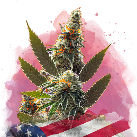 California Orange Bud Feminized (100 seeds) - Nirvana Shop 