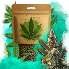 California Orange Bud Feminized 100 Seeds