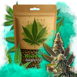 California Orange Bud Feminized 100 Seeds