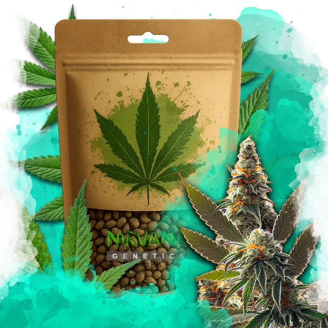 California Orange Bud Feminized 100 Seeds