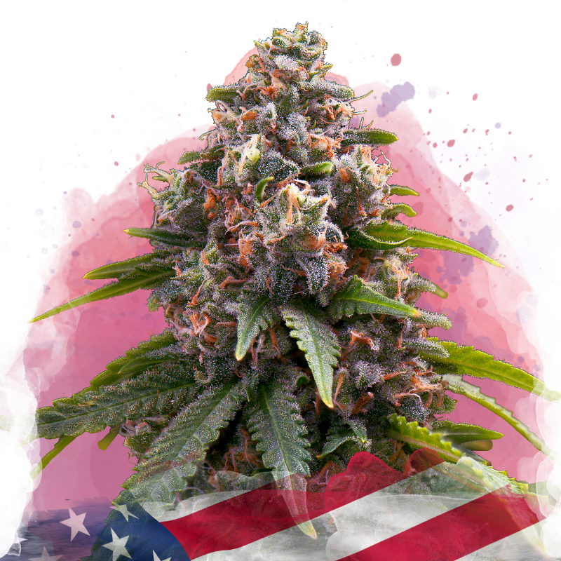 Candy Kush Feminized - Nirvana Shop 