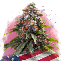 Candy Kush Feminized