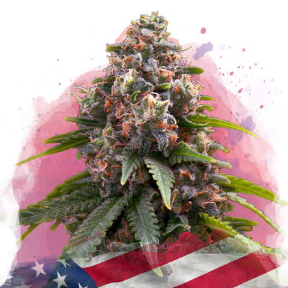 Candy Kush Feminized - Nirvana Shop 