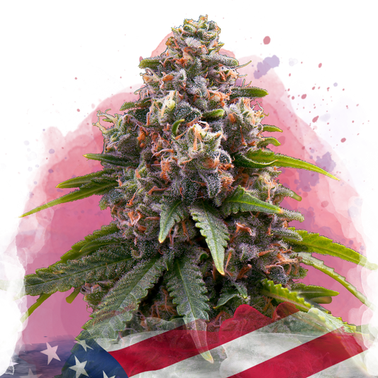 Candy Kush Feminized - Nirvana Shop 