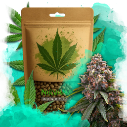 Candy Kush Feminized 100 Seeds