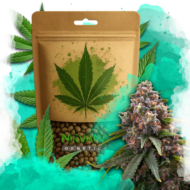 Candy Kush Feminized 100 Seeds