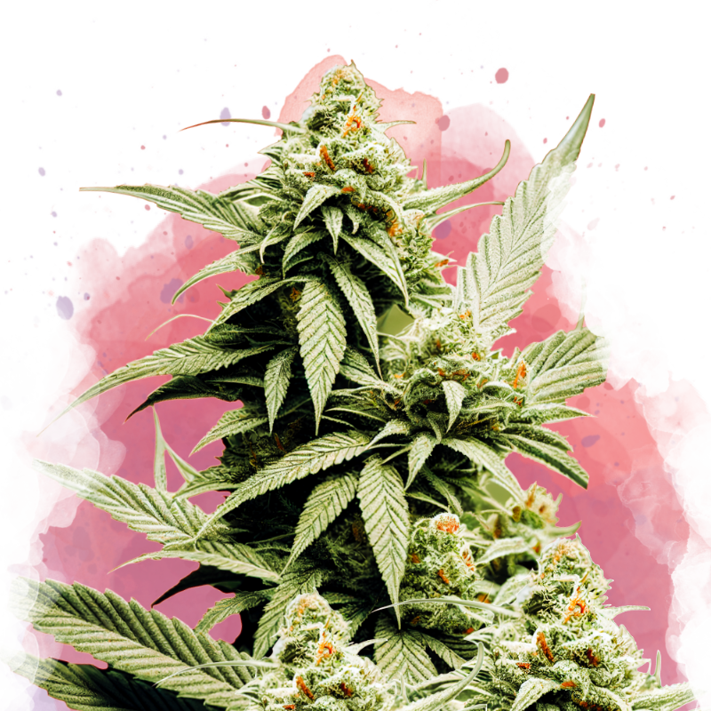 Cement Shoes feminized (100 seeds) - Nirvana Shop 