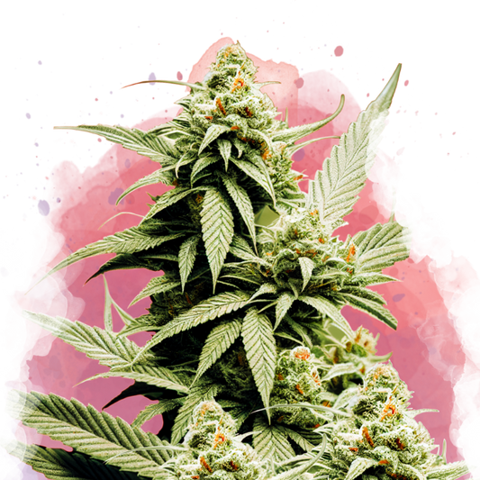 Cement Shoes feminized (100 seeds) - Nirvana Shop 