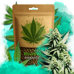 Cement Shoes Feminized 100 Seeds