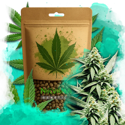 Cement Shoes Feminized 100 Seeds