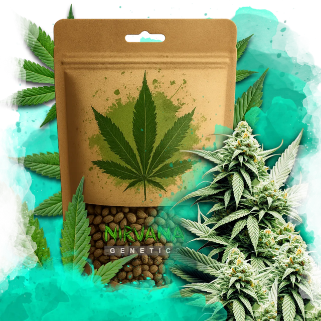 Cement Shoes Feminized 100 Seeds