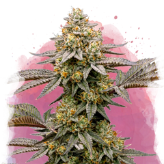 Cereal Milk Feminized