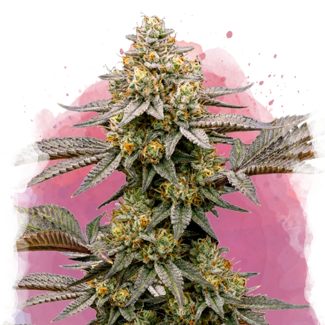 Cereal Milk Feminized