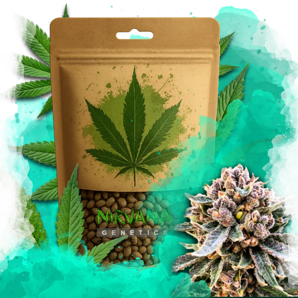 Cherry Blossom v2 CBD Feminized 100 Seeds