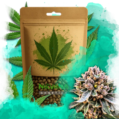 Cherry Blossom v2 CBD Feminized 100 Seeds