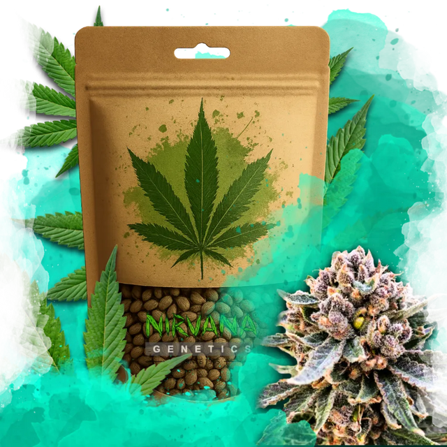 Cherry Blossom v2 CBD Feminized 100 Seeds