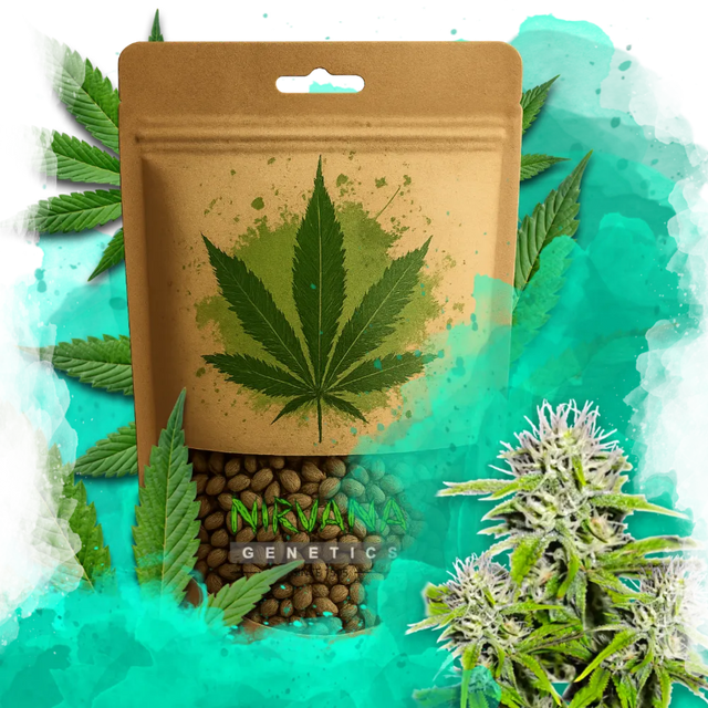 Cherry Wine v2 CBD Feminized 100 Seeds