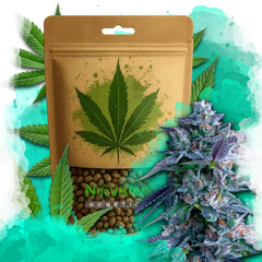 Chocolope Feminized 100 Seeds