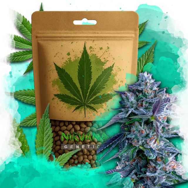 Chocolope Feminized 100 Seeds