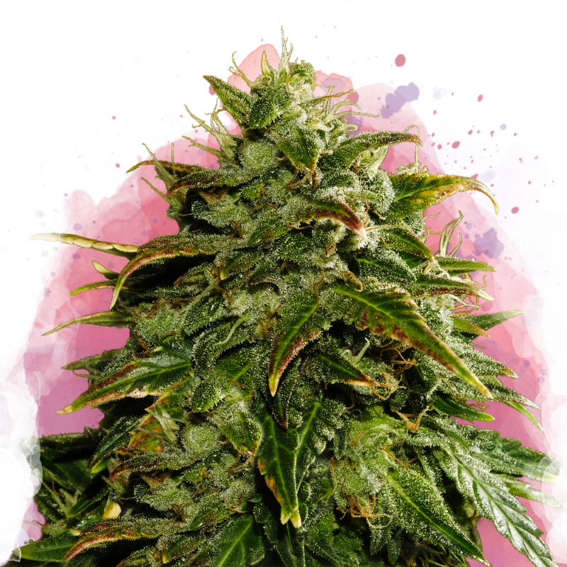 Cookies Cream feminized - Nirvana Shop 